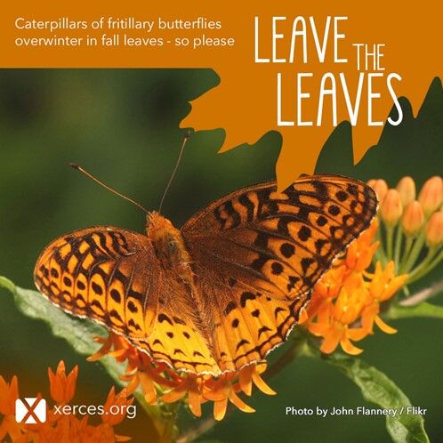Natives butterfly.jpg